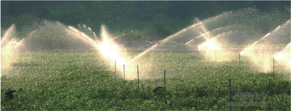 临沧中澳合资坚果苗基地喷灌案例