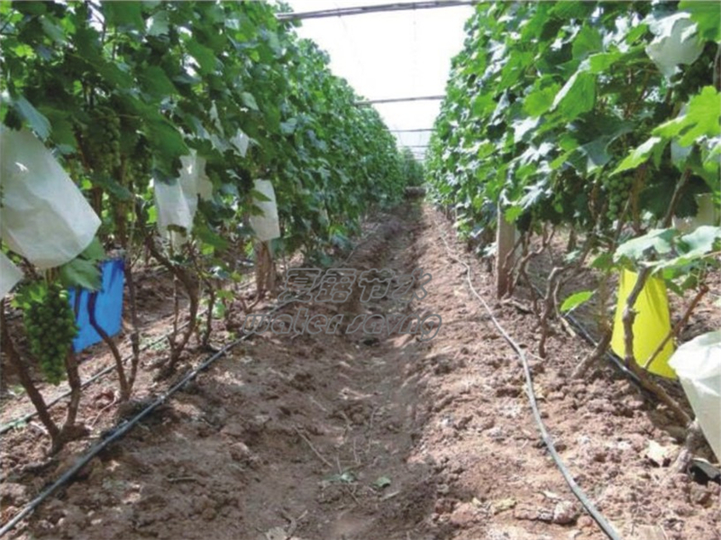 建水葡萄基地滴灌案例