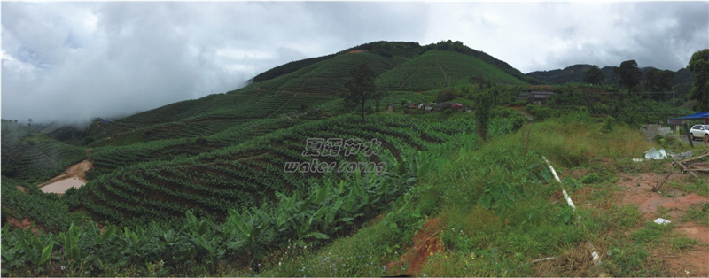 西双版纳万亩香蕉园滴灌案例