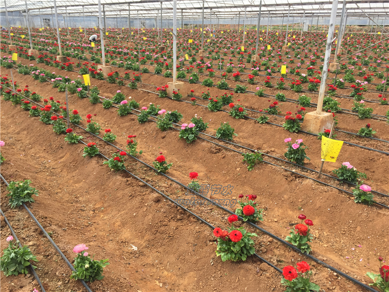 昆明现代化花卉种植基地水肥一体工程 (2)